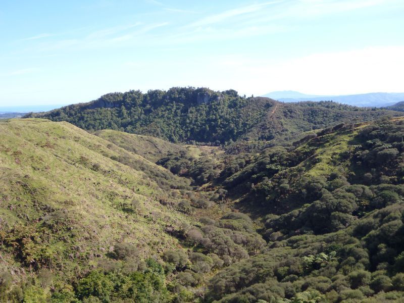 Some of the biggest Redstags and Fallow Bucks in the South Pacific.